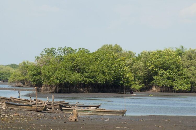 Manglares guatemala