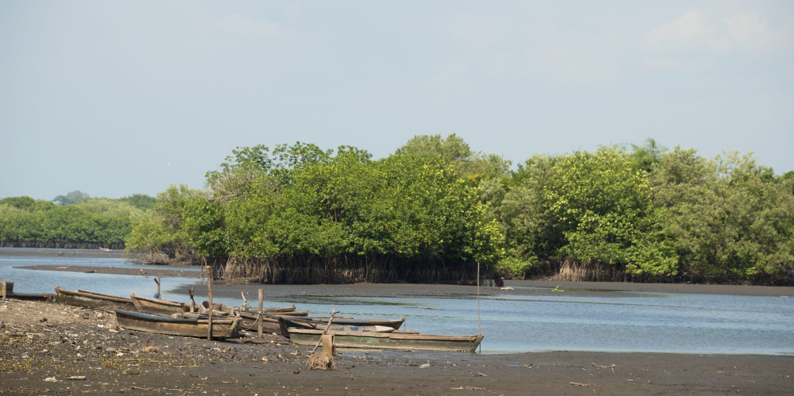 Manglares guatemala