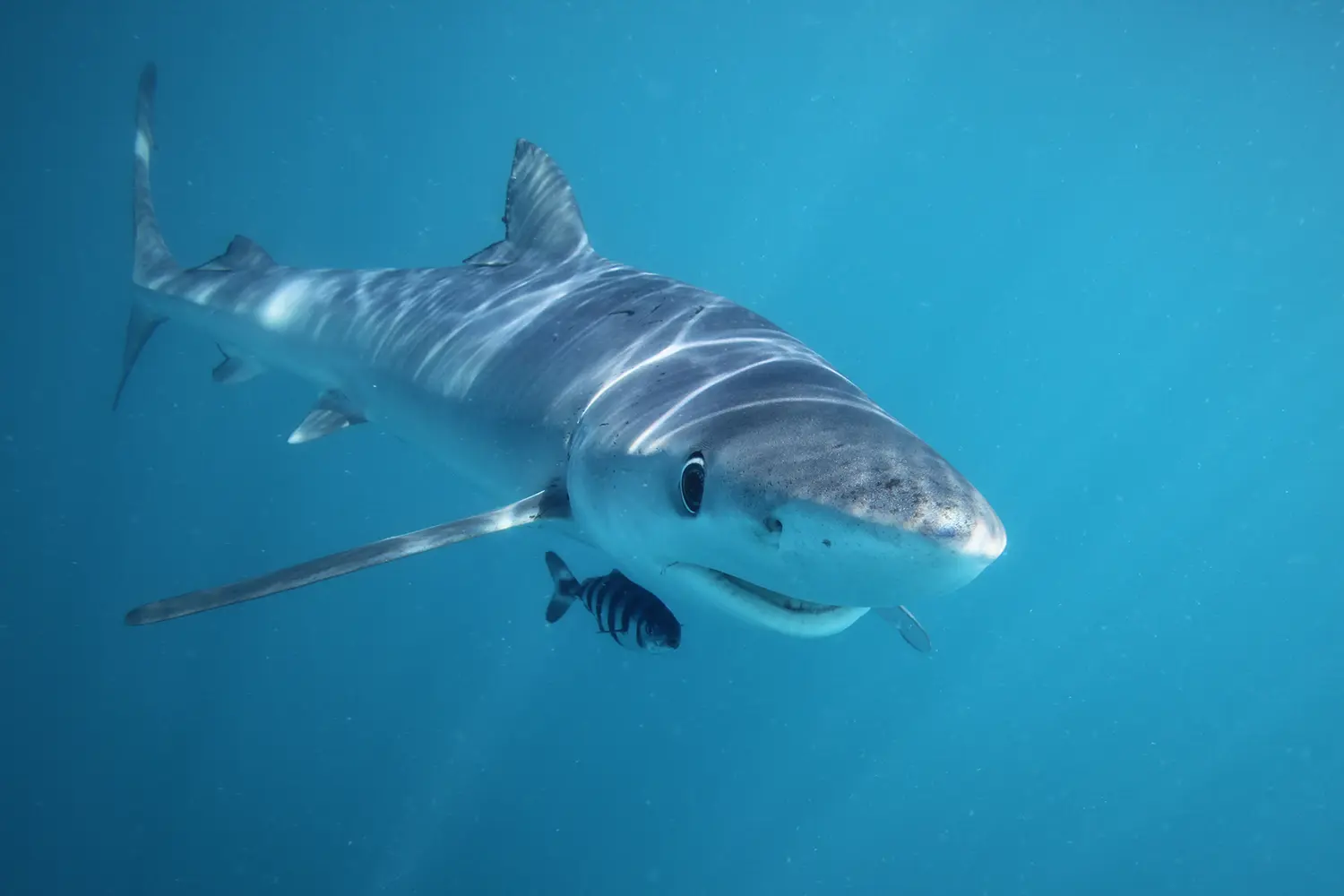 sharks guatemala